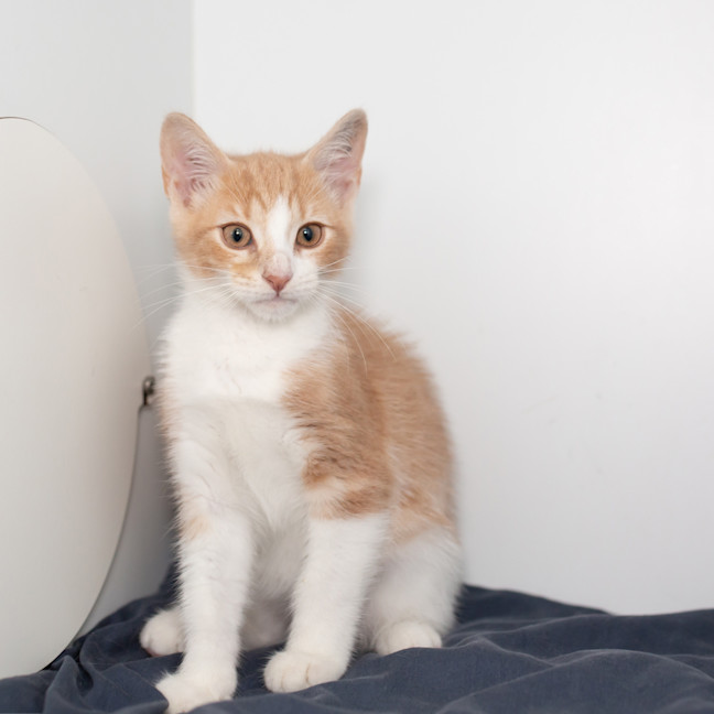 Photo of Louie