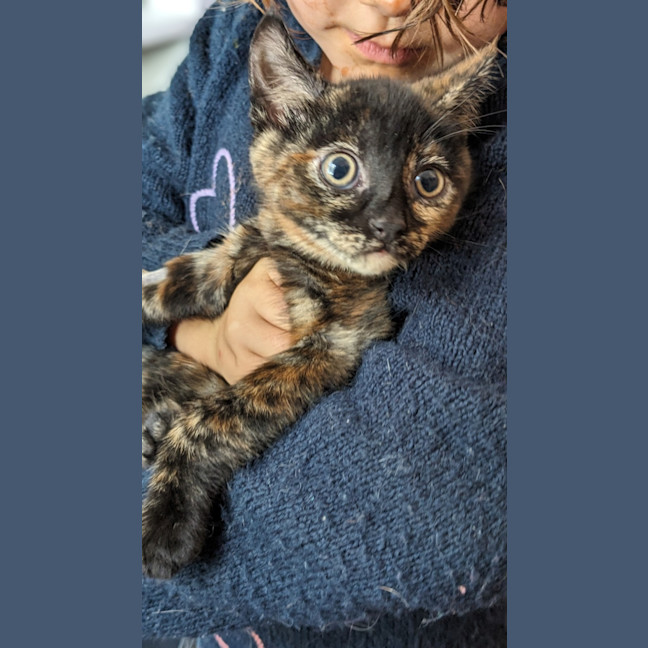 Photo of Punkin 