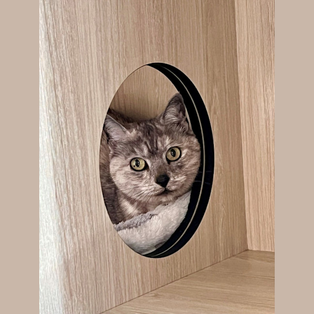 Photo of C1503 Polly