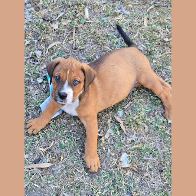 Photo of Butterbean   7 Week Old Rottweiler X Staffy