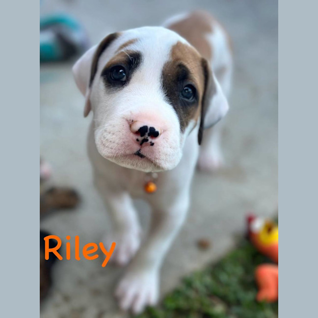 Photo of Riley