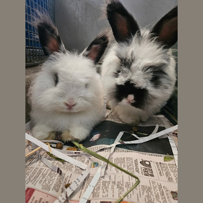 Photo of Flopsy