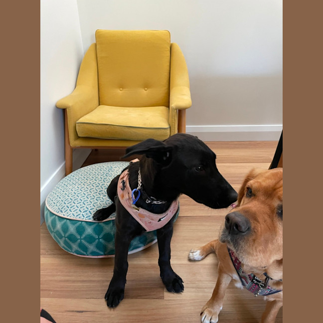 Photo of Toto   5 Month Old German Shepherd X