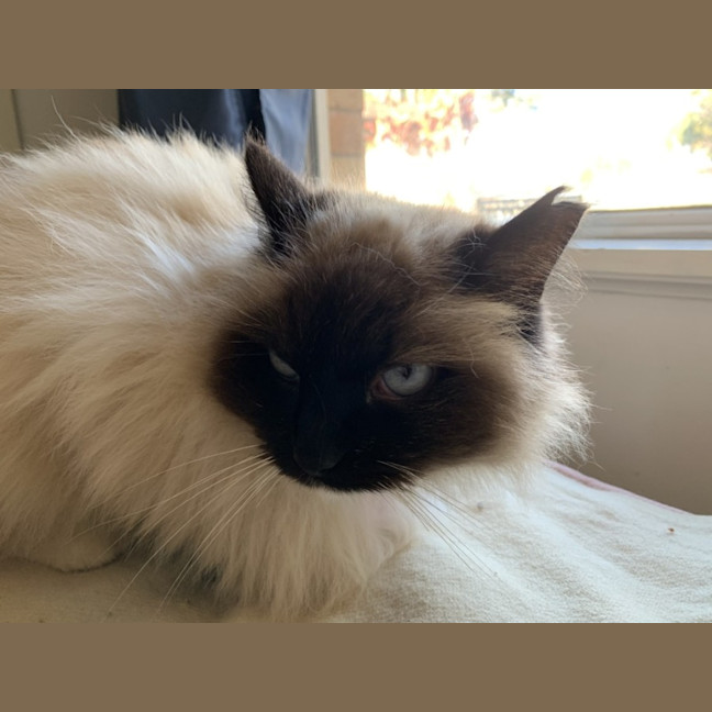 Photo of Lacey 