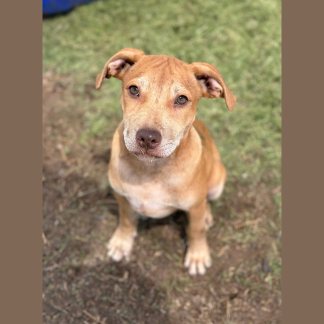 Photo of Tip (Tippy)