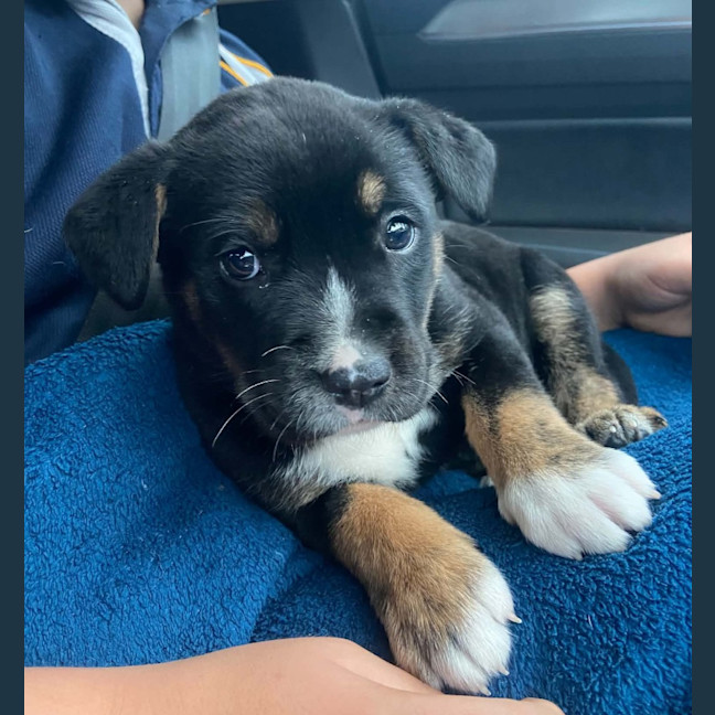 Photo of Nova