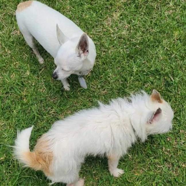Photo of Patch & Nugget