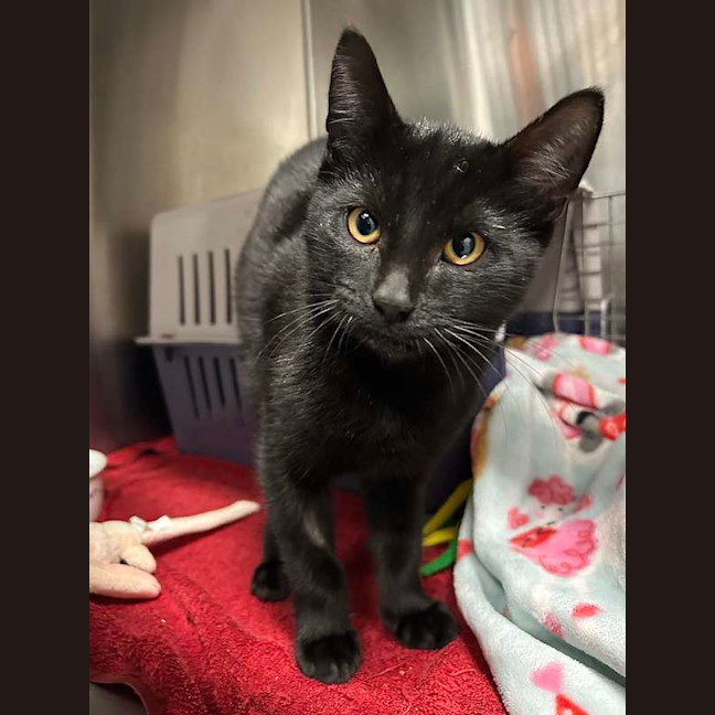 Photo of Cinder
