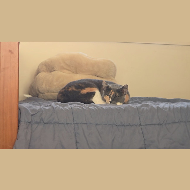 Photo of Cali