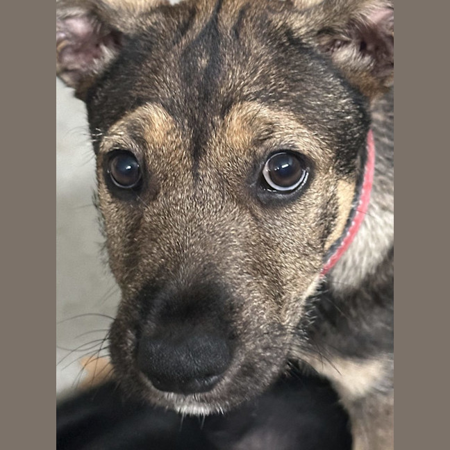 Photo of Willow