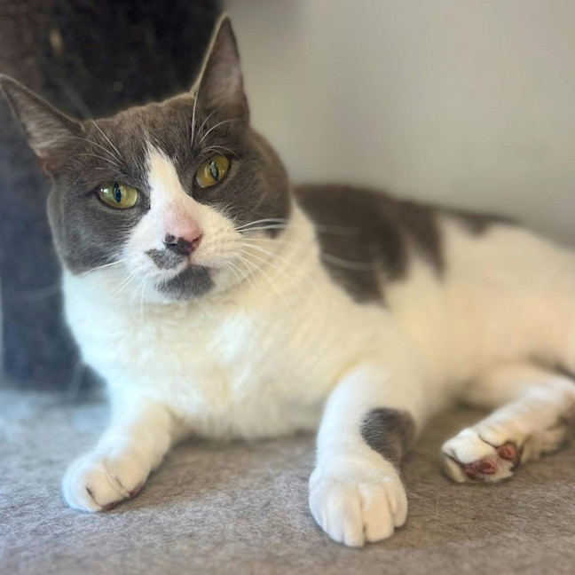 Photo of 5196   Daisy Doo