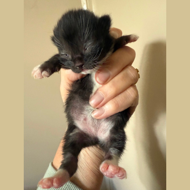 Photo of Fauna Meet Me At Petstock Chelsea