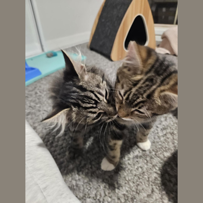 Photo of Lumi & Nova