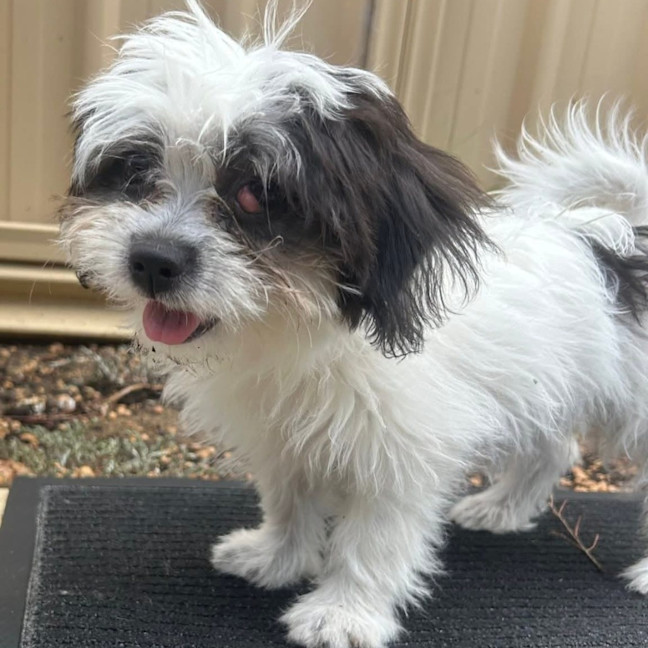 Photo of Phoebe