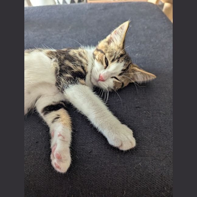 Photo of Ross Golden