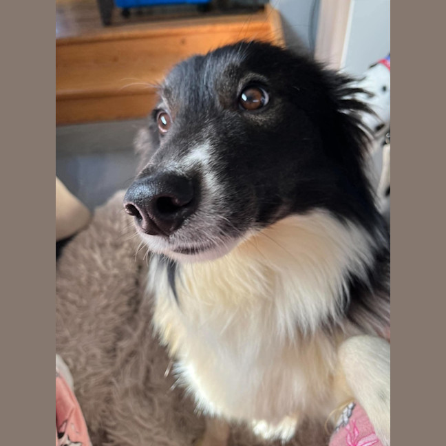 Photo of Moose   2 Year Old Border Collie