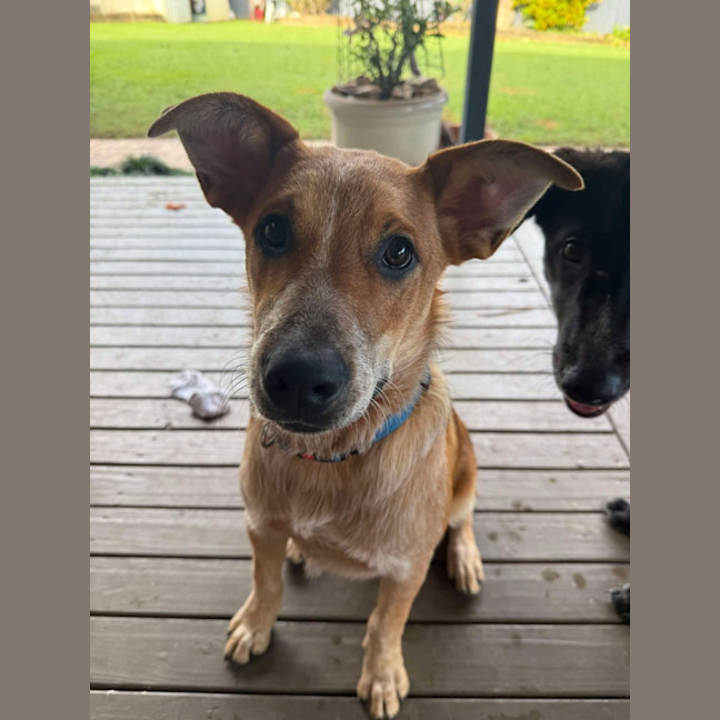 Photo of Banjo