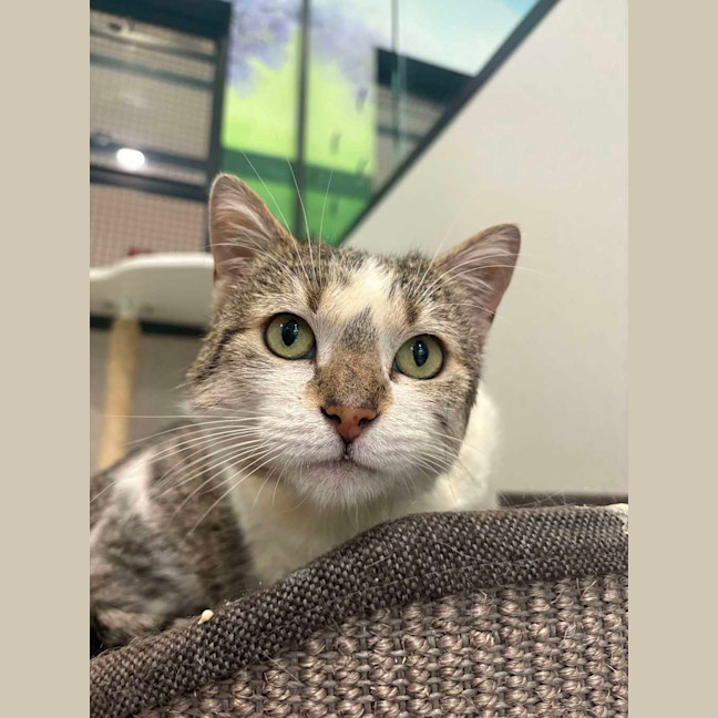 Photo of Cat Stevens