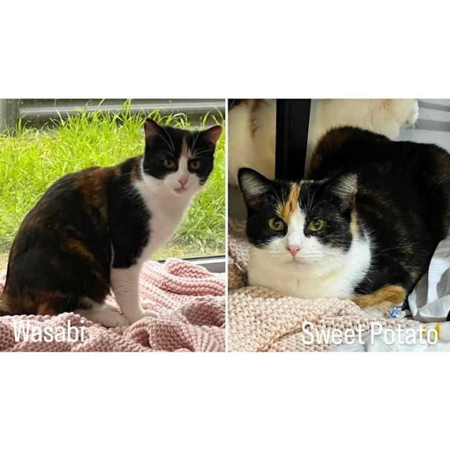 Photo of 9734/5   Wasabi & Sweet Potato