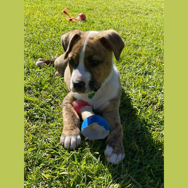 Photo of Tigger