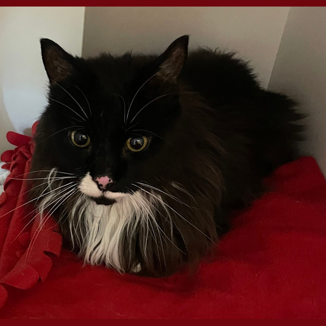 Photo of Blaze