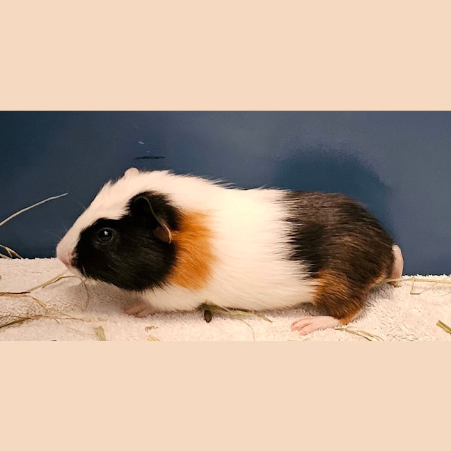 Photo of Marble