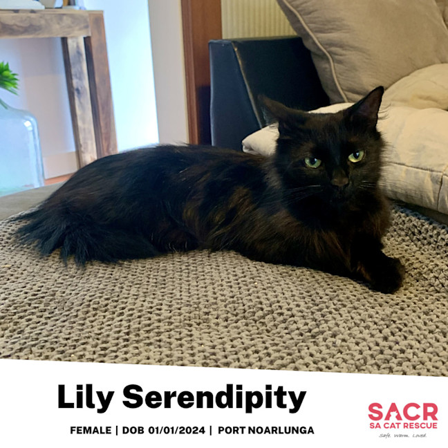 Photo of Lily Serendipity