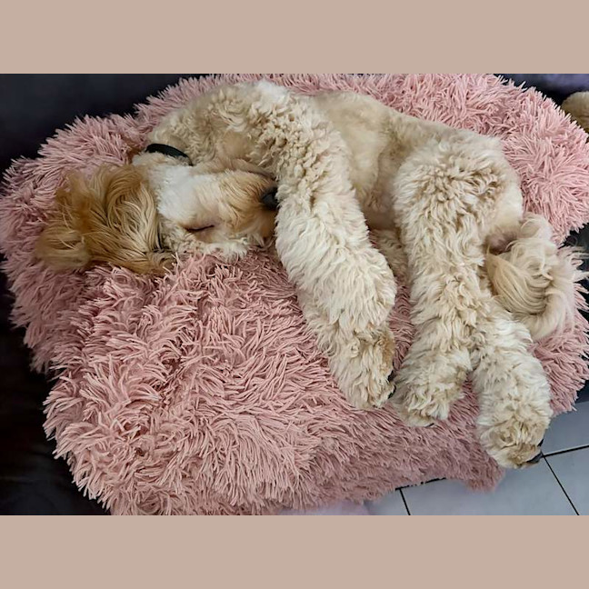 Photo of Olaf