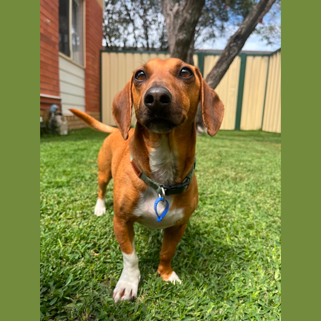 Photo of Harry   3 Year Old Dachshund X Jack Russell