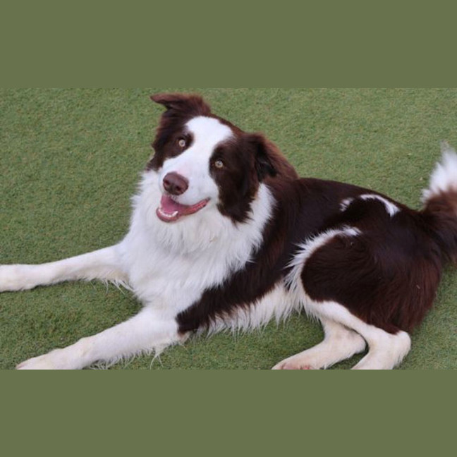 Photo of Koa