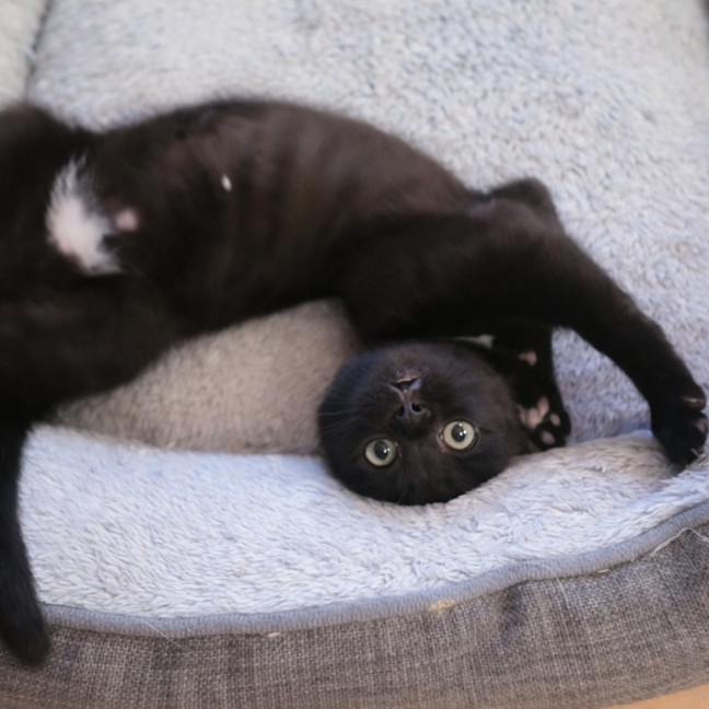 Photo of 🖤 Poppy 🖤