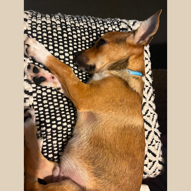 Photo of Timmy   4 Month Old Chihuahua