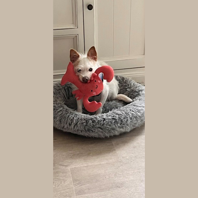 Photo of Buddy