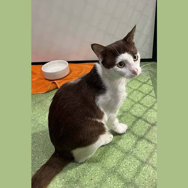 Photo of Meeko