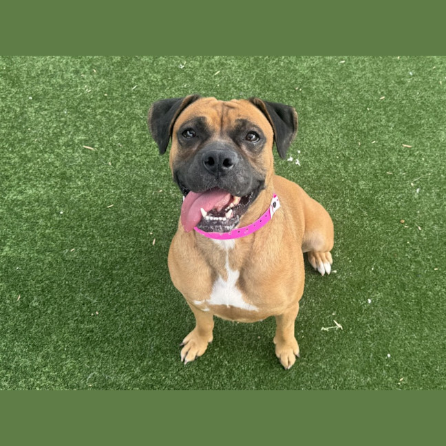 Photo of Brookie Imp 2657