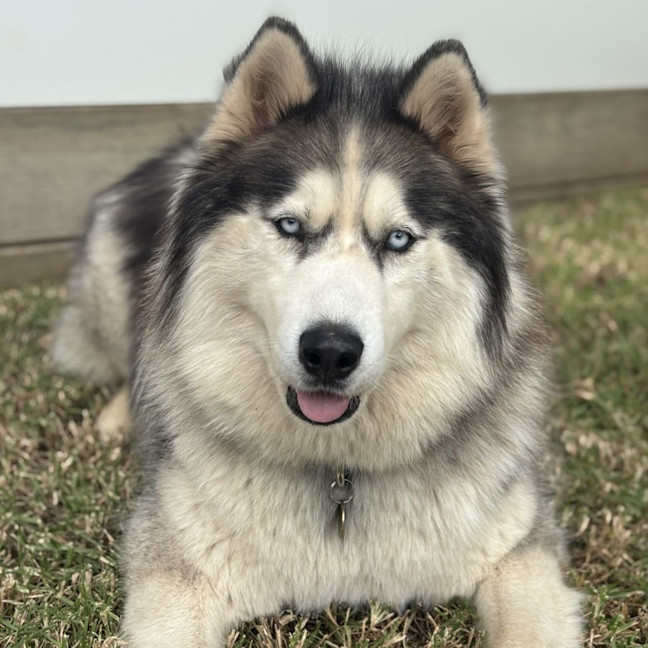 Photo of Iko