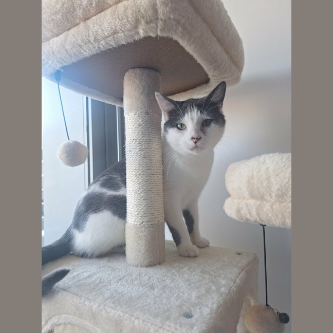 Photo of Daisy