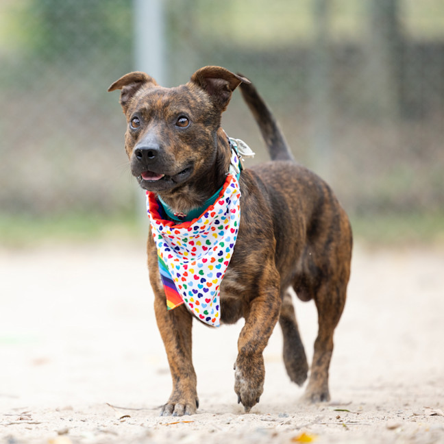 Photo of Archie Bear