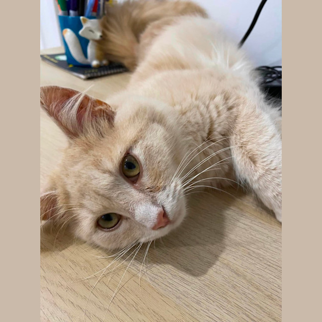 Photo of Marshmallow