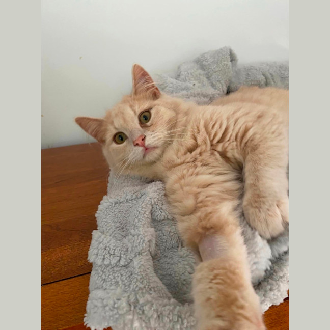 Photo of Marshmallow