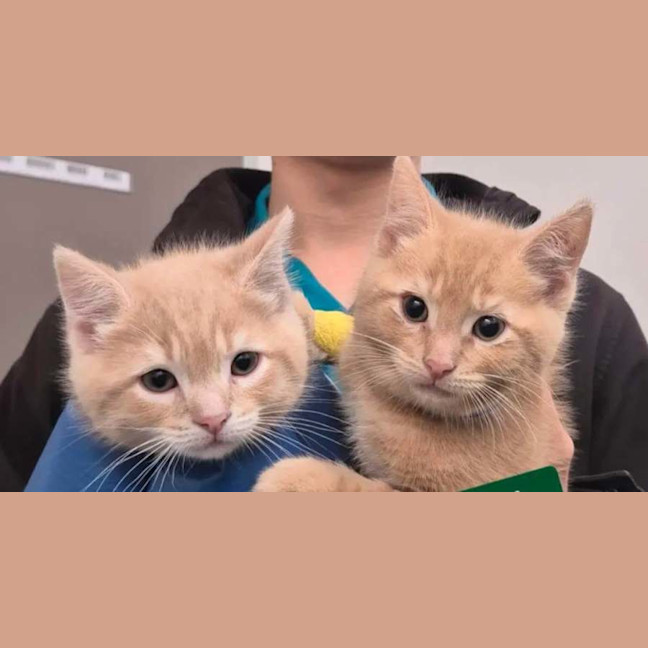 Photo of Pippin ** 2nd Chance Cat Rescue** 