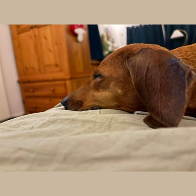 Photo of Lady