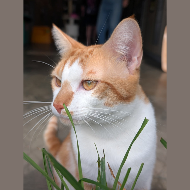 Photo of Ziggy