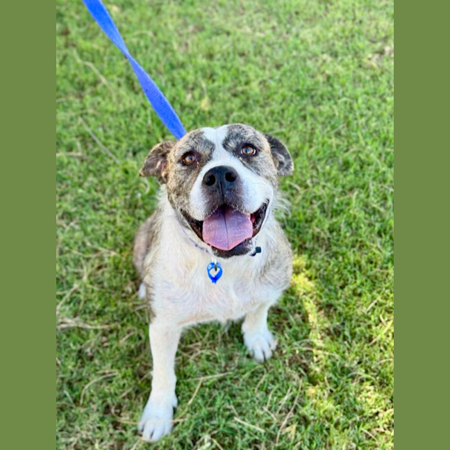 Photo of Lucy *$350 Adoption Fee*