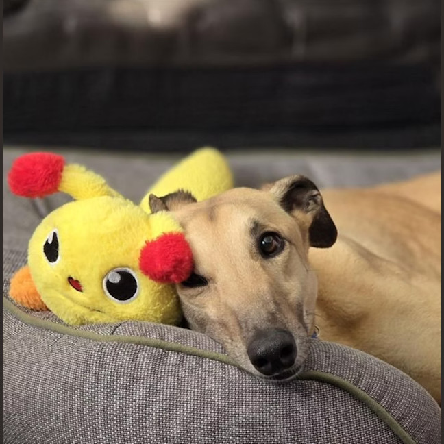 Photo of Clyde