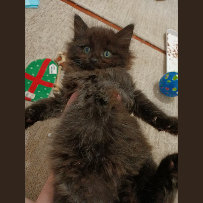 Photo of Hoshi