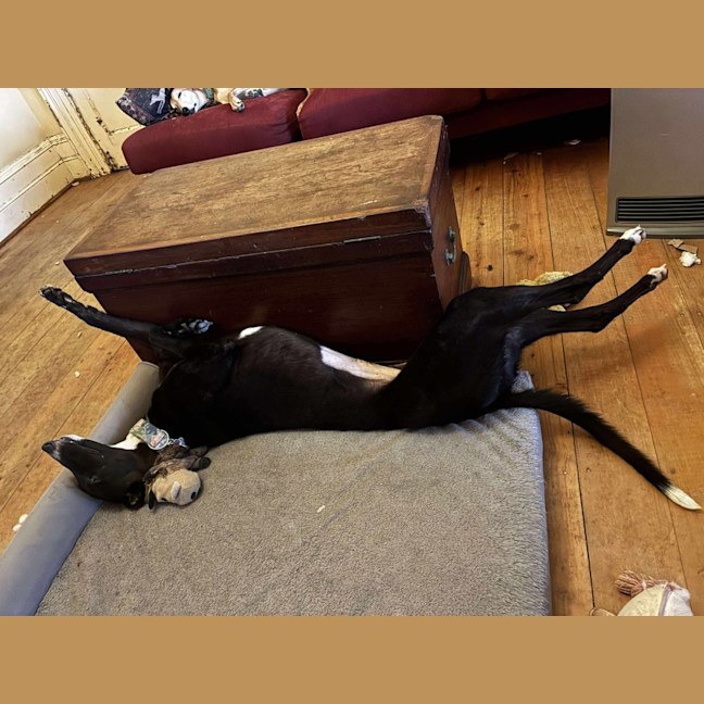 Photo of Layla, The Greyhound