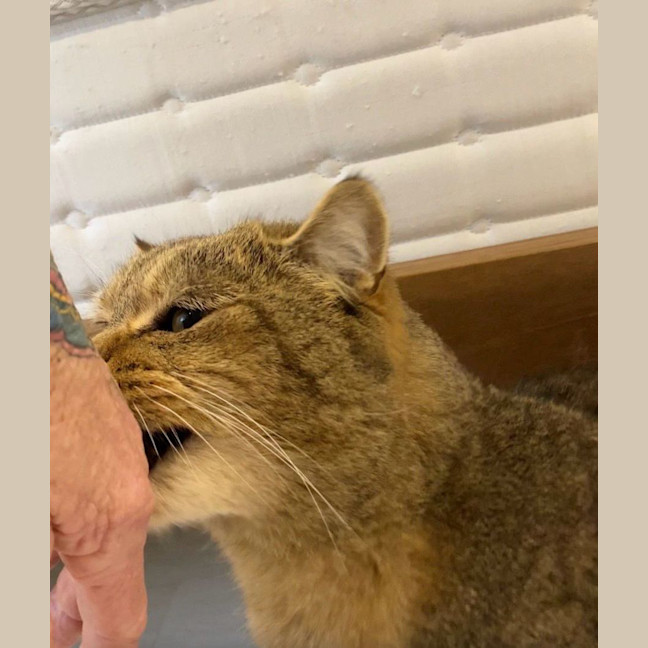Photo of Big Boy