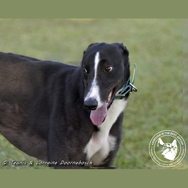 Photo of Logie (Balfe Street Boy)