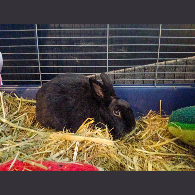 Photo of Dutchess
